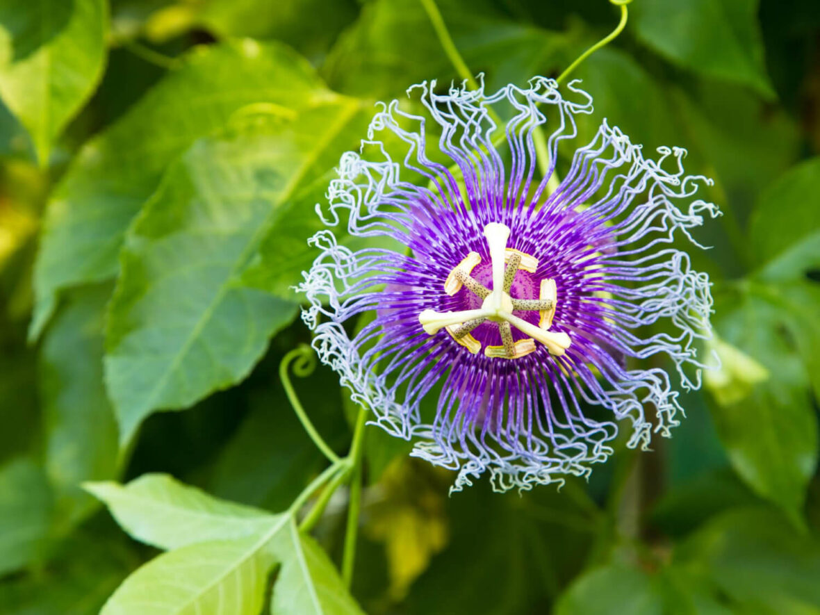 Benefits Of Passionflower