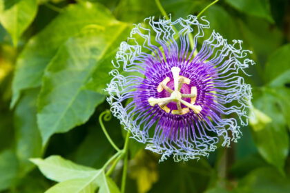 Benefits Of Passionflower