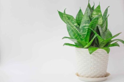 How To Make Sure Your Plants Survive