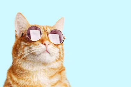 10 Facts You Should Know About Cats