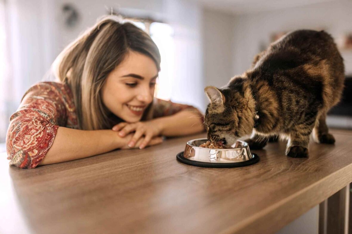 Tips for Selecting Kitten Food