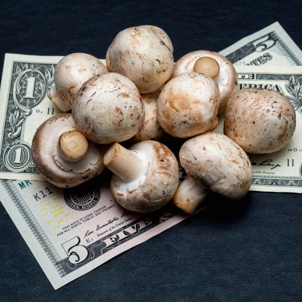 How To Build A Successful Mushroom Growing Business