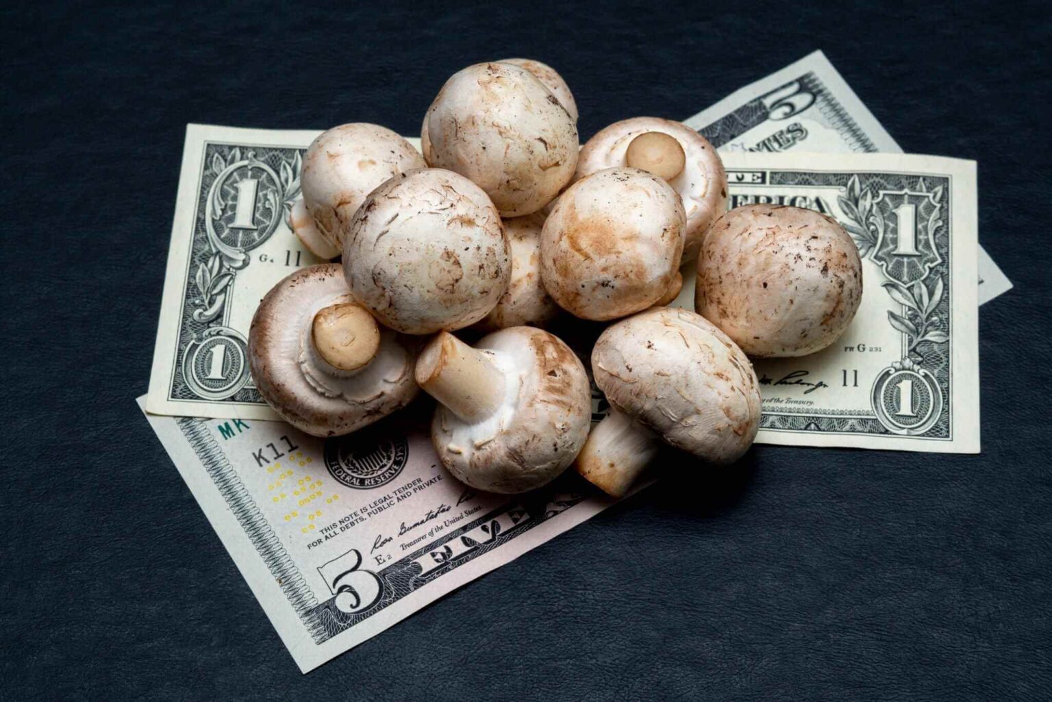 How To Build A Successful Mushroom Growing Business