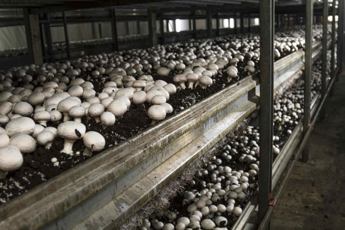 Mushroom Growing Industry