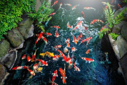 Koi For Your First Pond